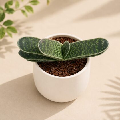 Haworthia Pillansii H2 - Nook & Nature