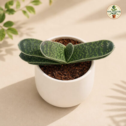 Haworthia Pillansii H2 - Nook & Nature