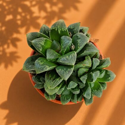 Haworthia Pygmaea Miniature Crystal Succulent H2 - Nook & Nature