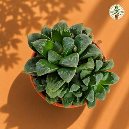 Haworthia Pygmaea Miniature Crystal Succulent H2 - Nook & Nature
