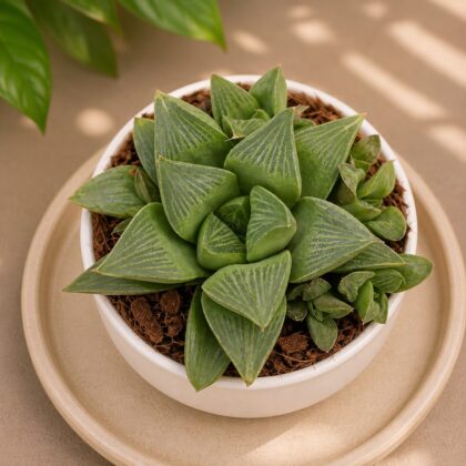 Haworthia Pygmaea Var Accuminata Crystal Leaf Miniature Succulent H1 - Nook & Nature