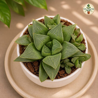 Haworthia Pygmaea Var Accuminata Crystal Leaf Miniature Succulent H1 - Nook & Nature