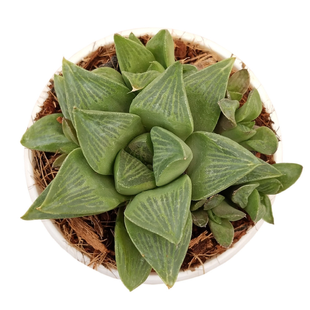 Haworthia pygmaea var. accuminata – Crystal Leaf Miniature Succulent - Nook & Nature