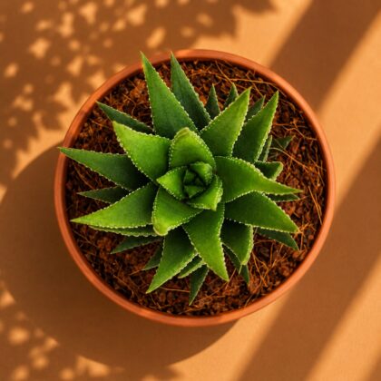 Haworthia Reinwardtii Hybrid Textured Tower Succulent H2 - Nook & Nature