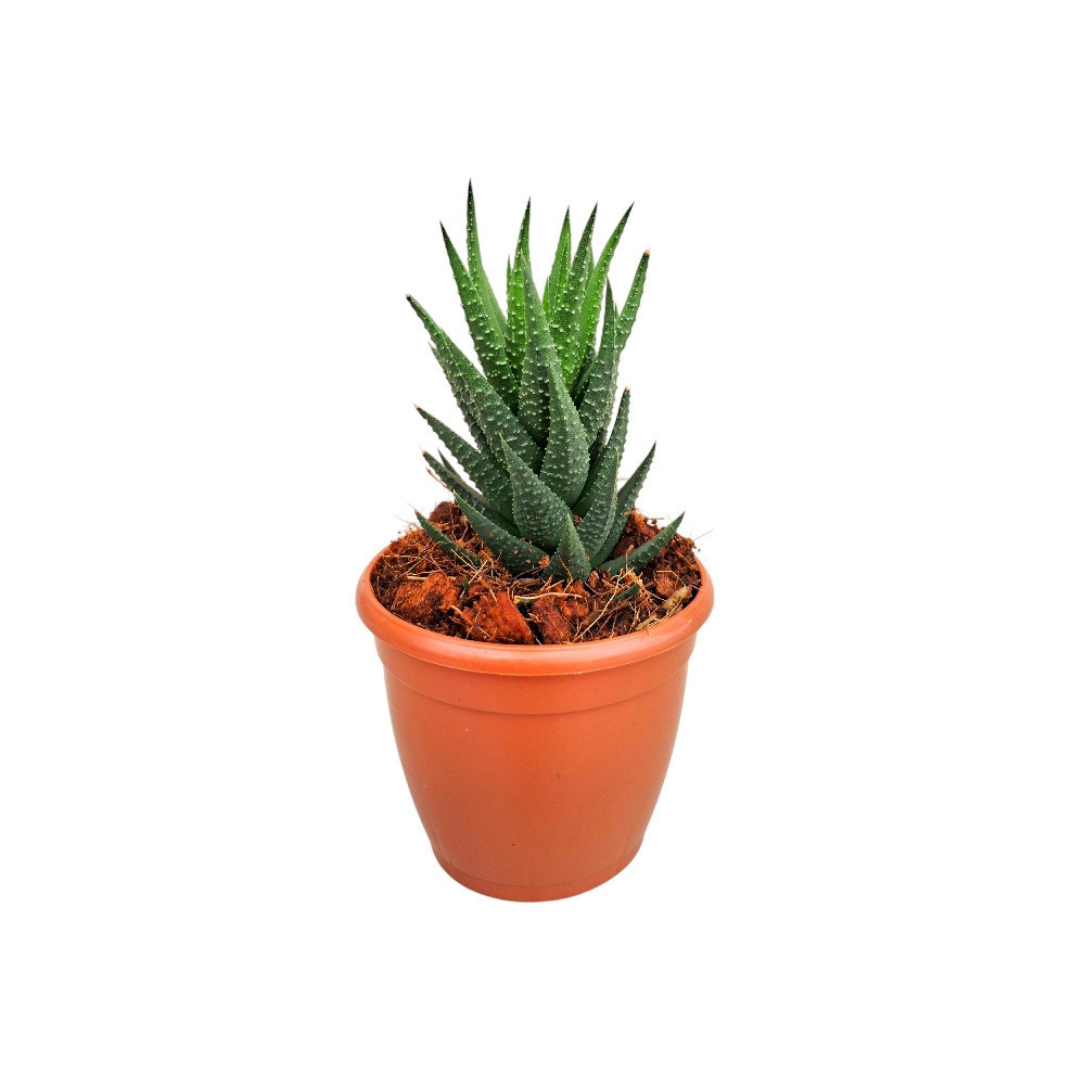 Haworthia reinwardtii Hybrid – Textured Tower Succulent - Nook & Nature