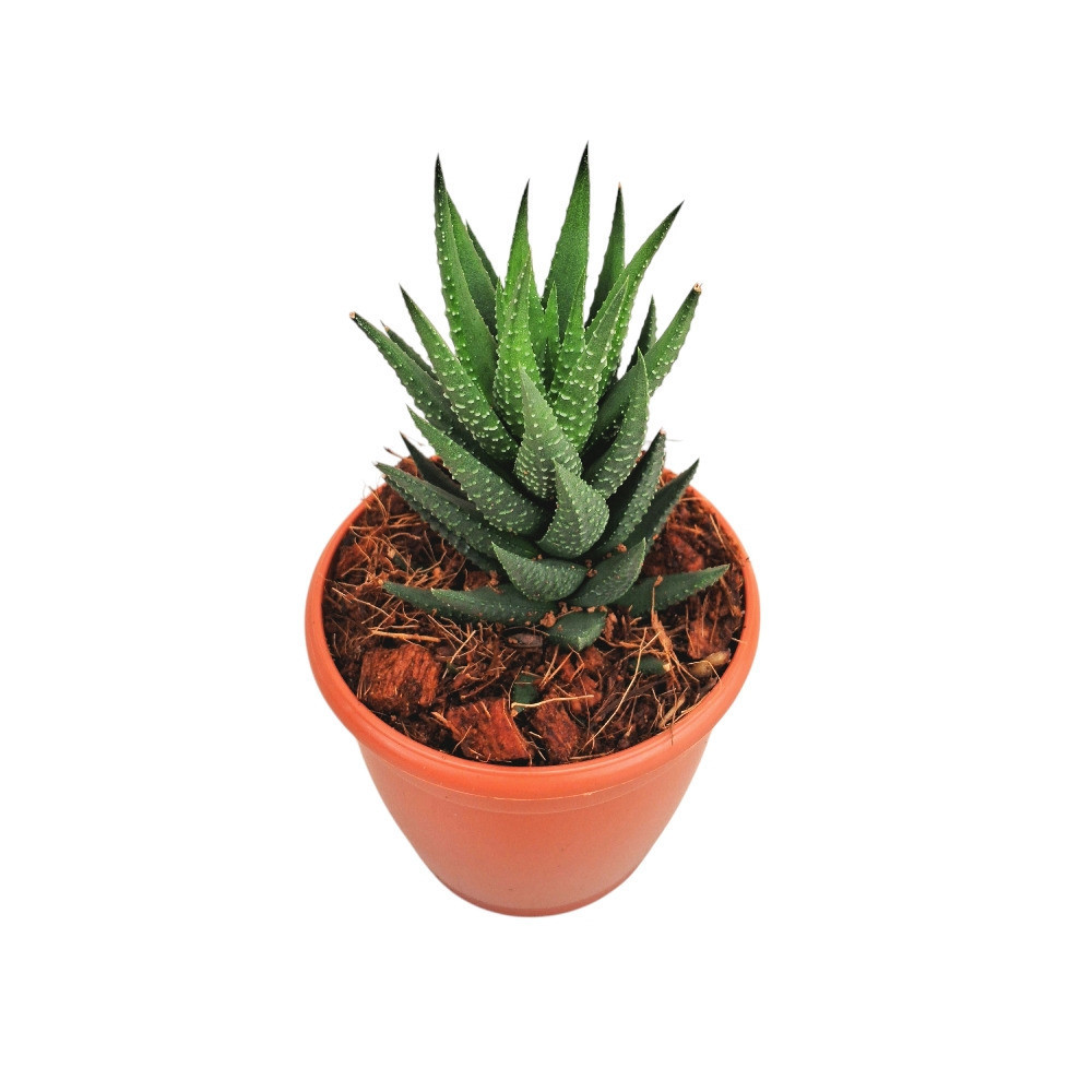 Haworthia reinwardtii Hybrid – Textured Tower Succulent - Nook & Nature