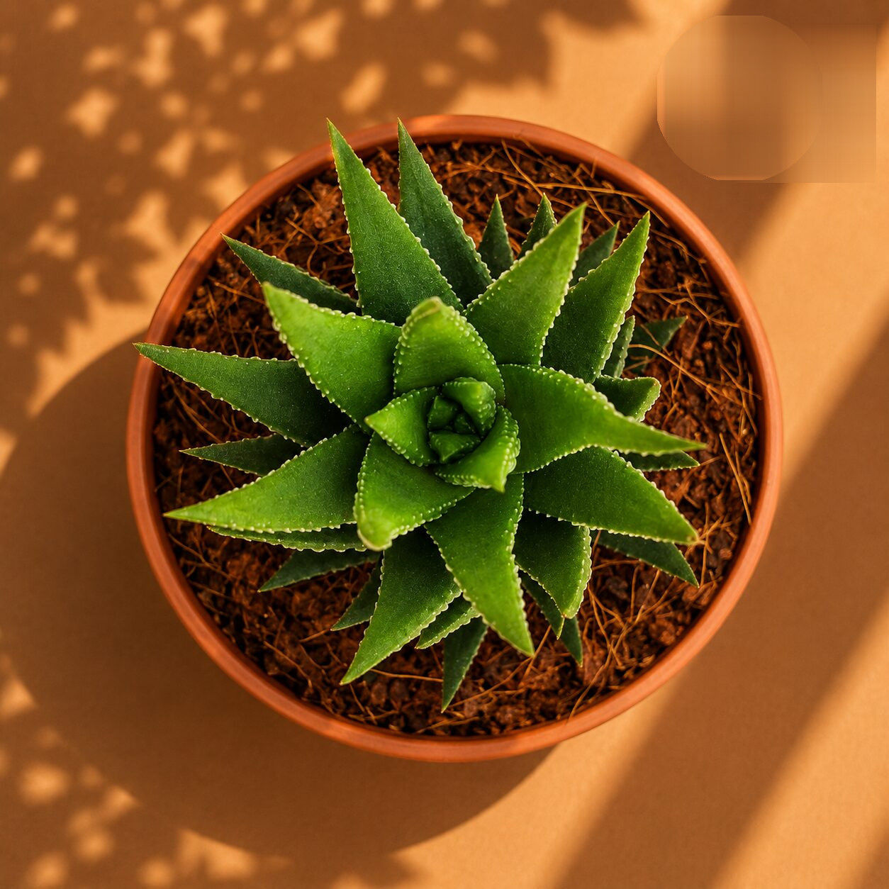 Haworthia Reinwardtii Hybrid Textured Tower Succulent H2 - Nook & Nature