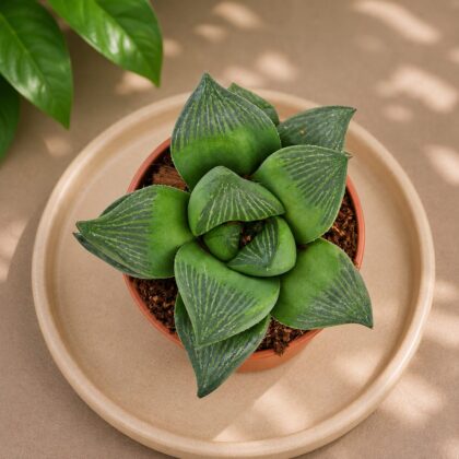 Haworthia Retusa Crystal Window Succulent H2 - Nook & Nature