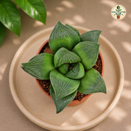 Haworthia Retusa Crystal Window Succulent H2 - Nook & Nature