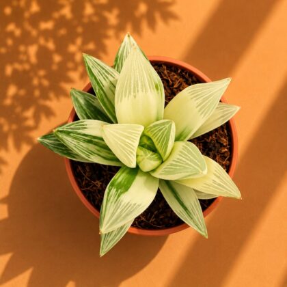 Haworthia Retusa Variegated H2 - Nook & Nature