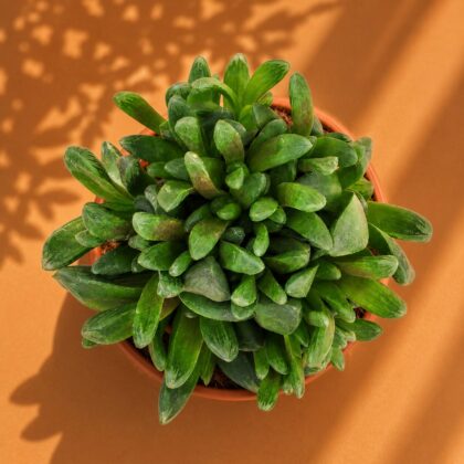 Haworthia Truncata Hybrid H2 - Nook & Nature