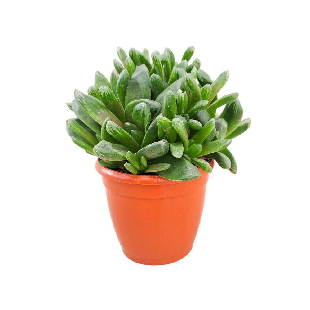 Haworthia truncata Hybrid - Nook & Nature