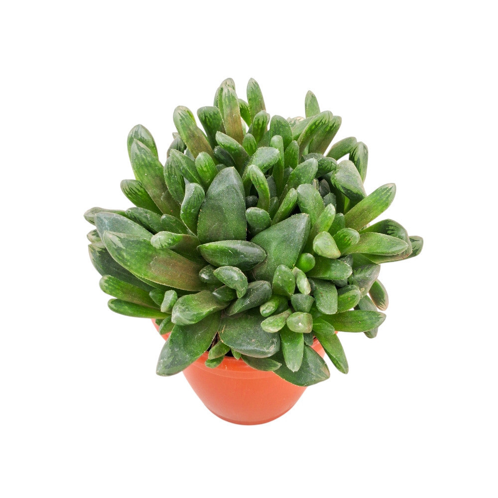 Haworthia truncata Hybrid - Nook & Nature