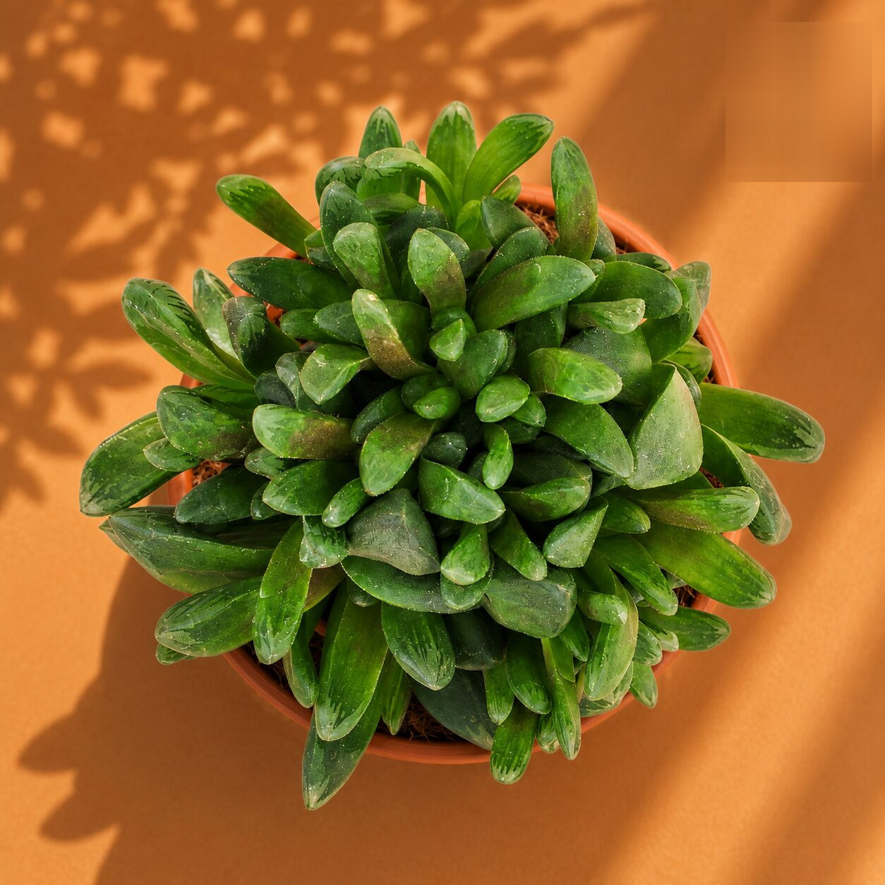 Haworthia Truncata Hybrid H2 - Nook & Nature