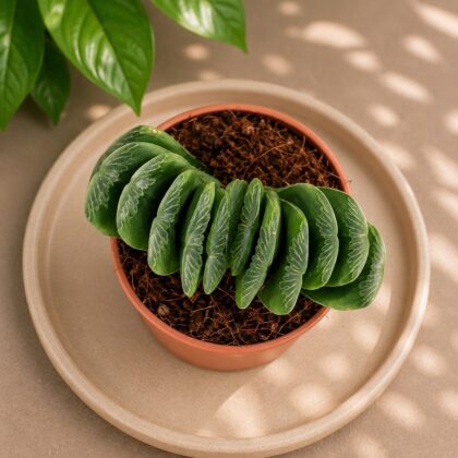 Haworthia Truncata Lime Green H1 - Nook & Nature