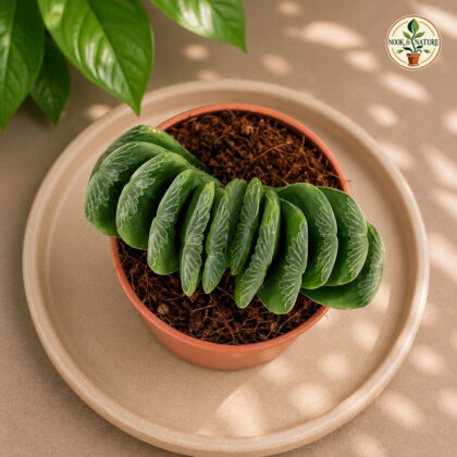 Haworthia Truncata Lime Green H1 - Nook & Nature