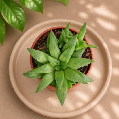 Haworthia Turgida H1 - Nook & Nature