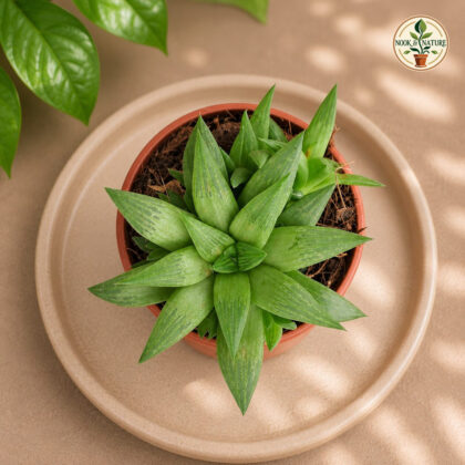 Haworthia Turgida H1 - Nook & Nature