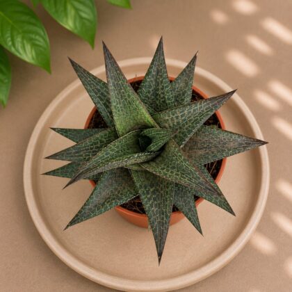 Haworthia Venosa Var Tessellata H2 - Nook & Nature