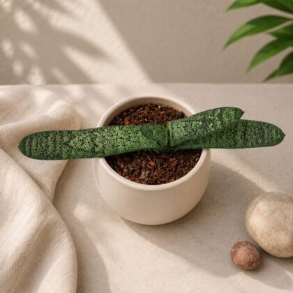 Haworthia Verrucosa H2 - Nook & Nature