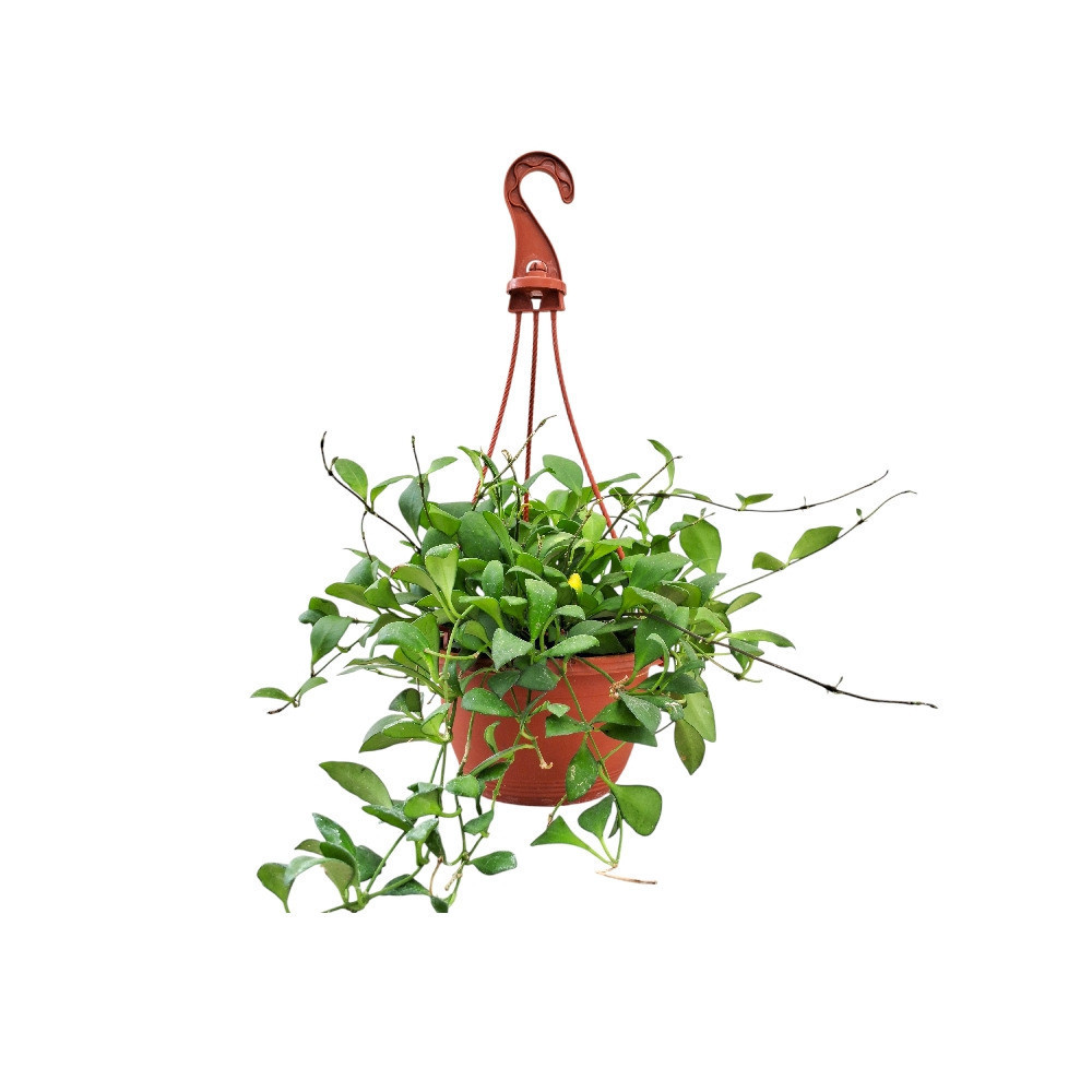 Heuschkeliana ‘Green’ - Nook & Nature