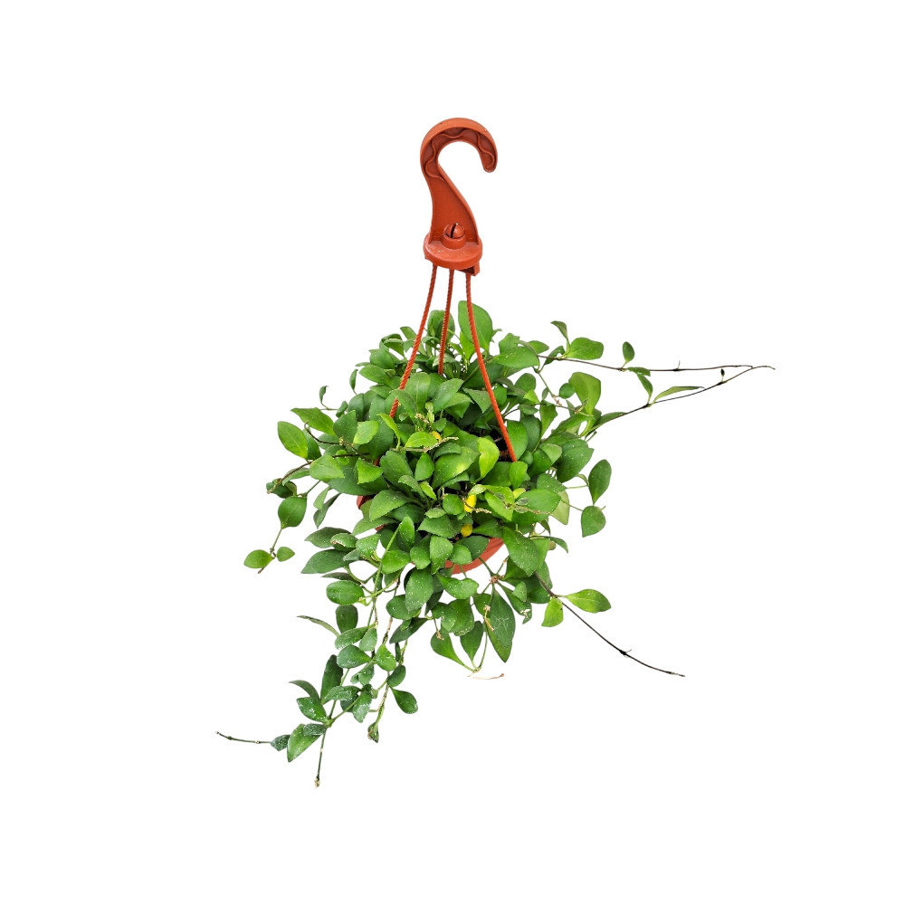 Heuschkeliana ‘Green’ - Nook & Nature