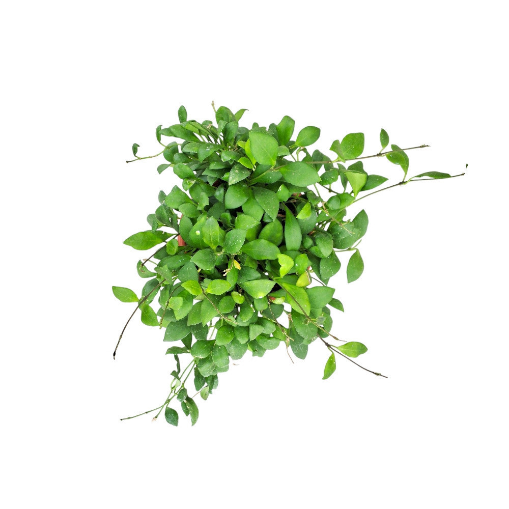 Heuschkeliana ‘Green’ - Nook & Nature