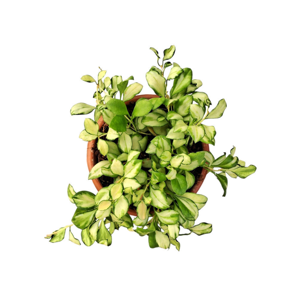 Heuschkeliana ‘Variegated’ - Nook & Nature