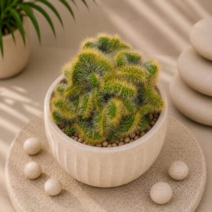 Hildewintera aureispina f. cristata – Golden Crest Cactus - Nook & Nature