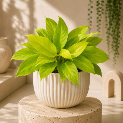 Hybrida Ceylon 9 - Nook & Nature