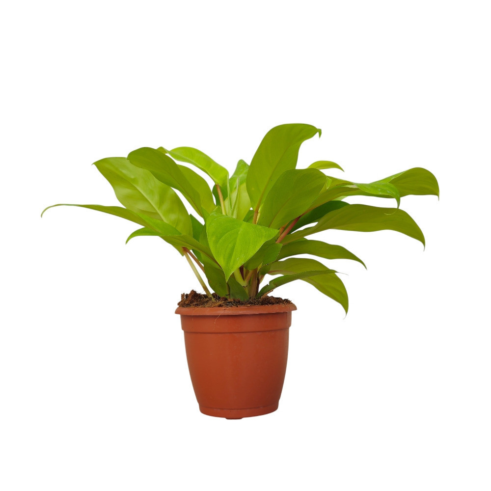 Hybrida ‘Ceylon’ - Nook & Nature