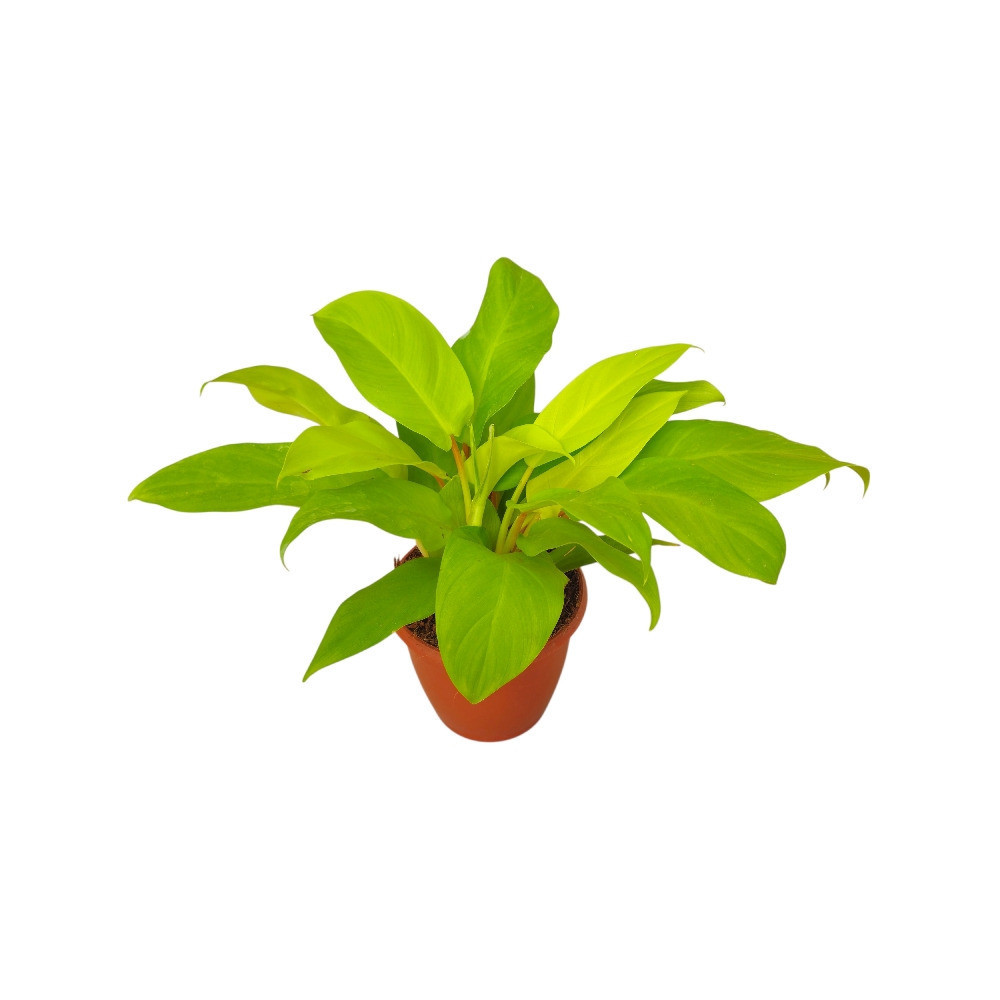 Hybrida ‘Ceylon’ - Nook & Nature