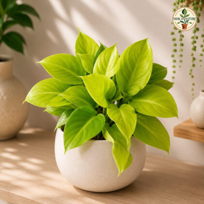 Hybrida Moonlight Compacta H4 - Nook & Nature