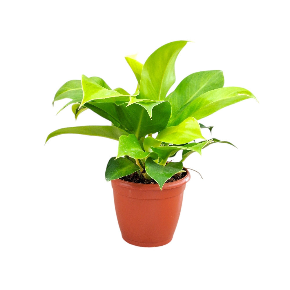 Hybrida ‘Moonlight Compacta’ - Nook & Nature