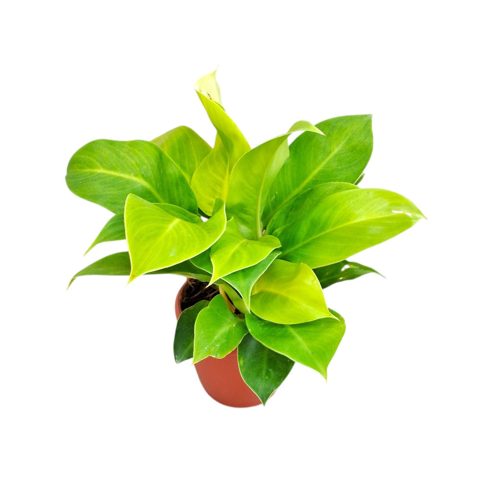 Hybrida ‘Moonlight Compacta’ - Nook & Nature
