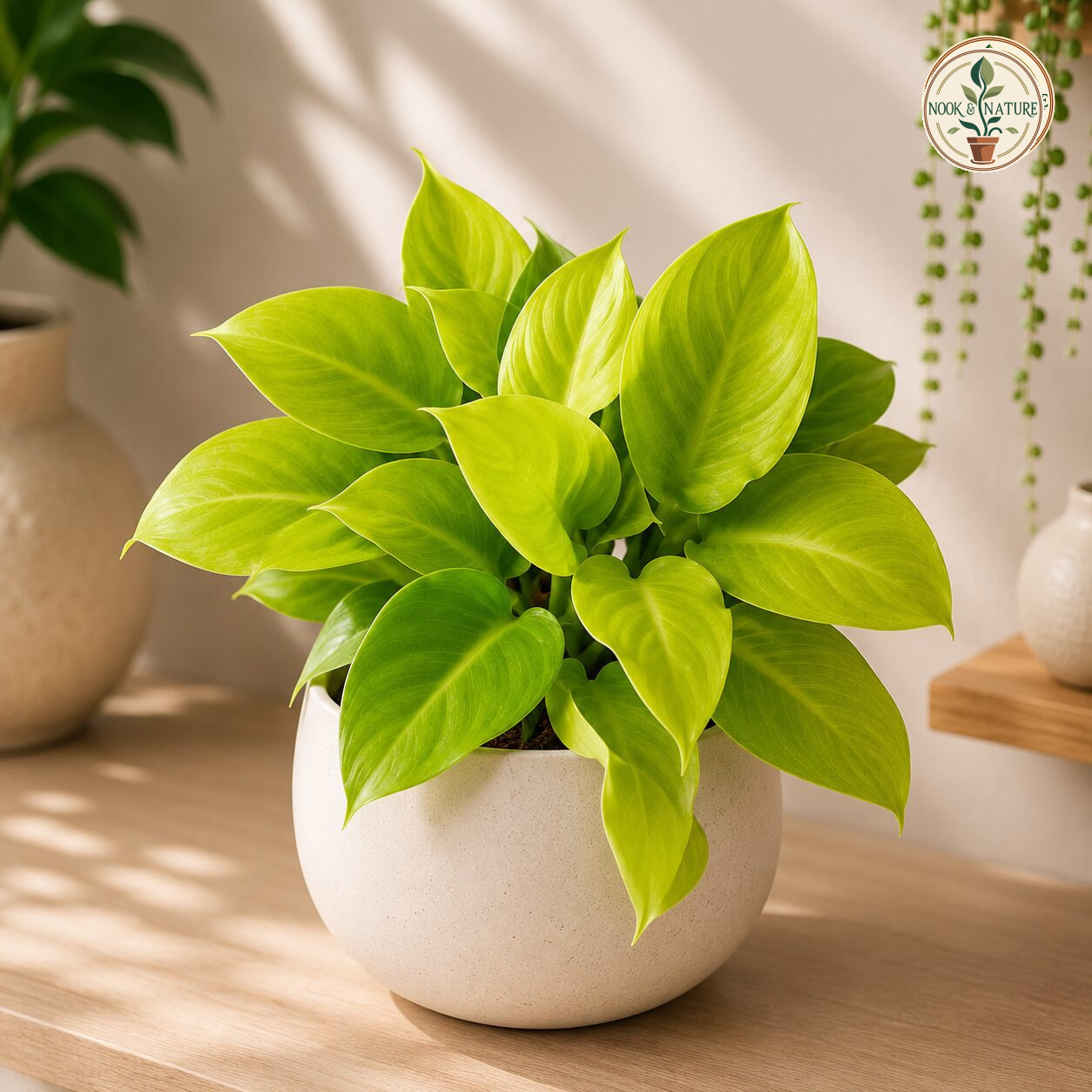 Hybrida Moonlight Compacta H4 - Nook & Nature