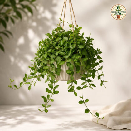 Ioantha Green H4 Hb - Nook & Nature