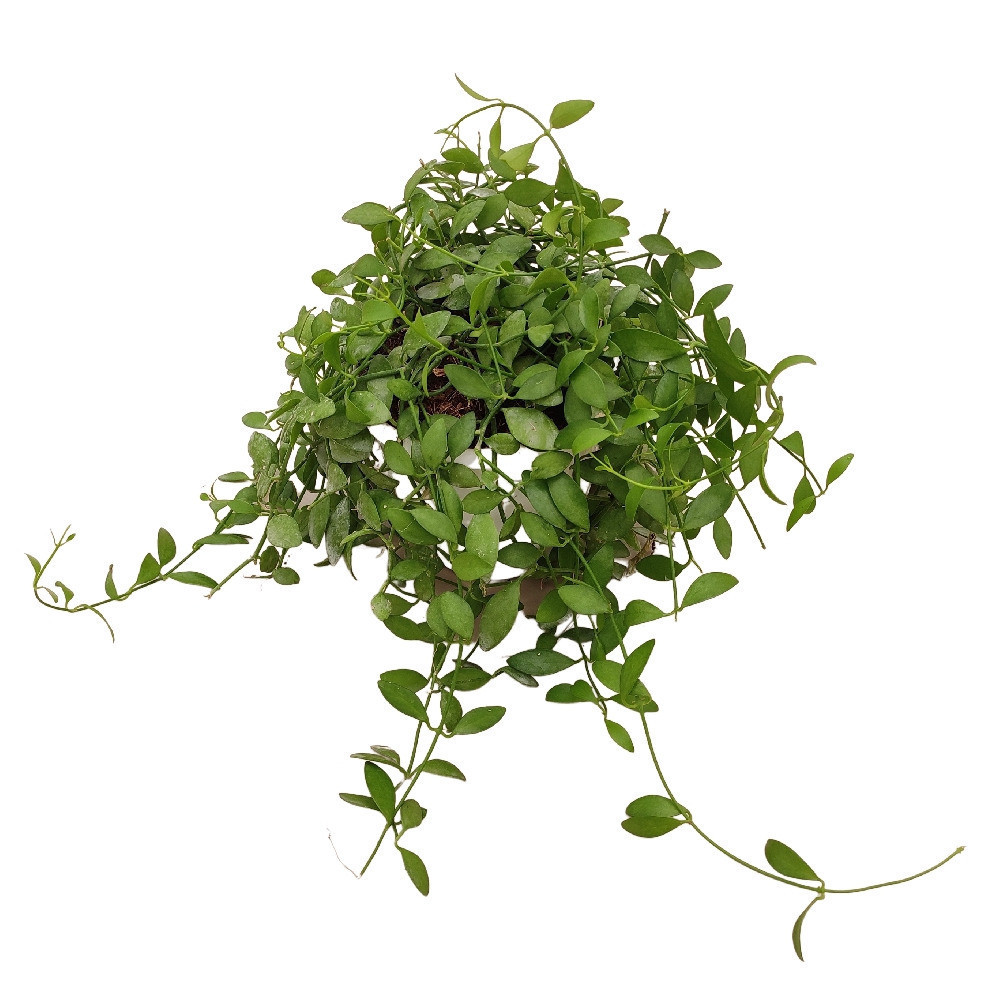 Ioantha ‘Green’ - Nook & Nature