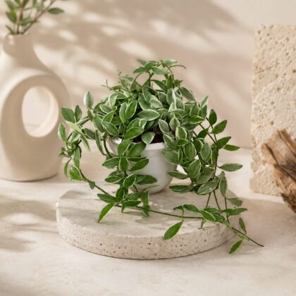 Ioantha Variegated H3 Hb - Nook & Nature
