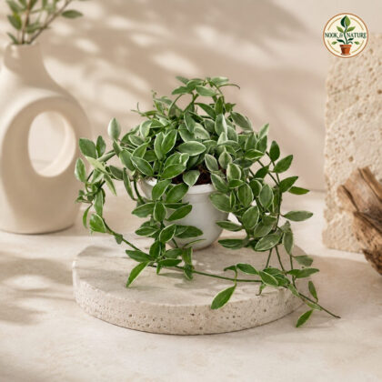 Ioantha Variegated H3 Hb - Nook & Nature