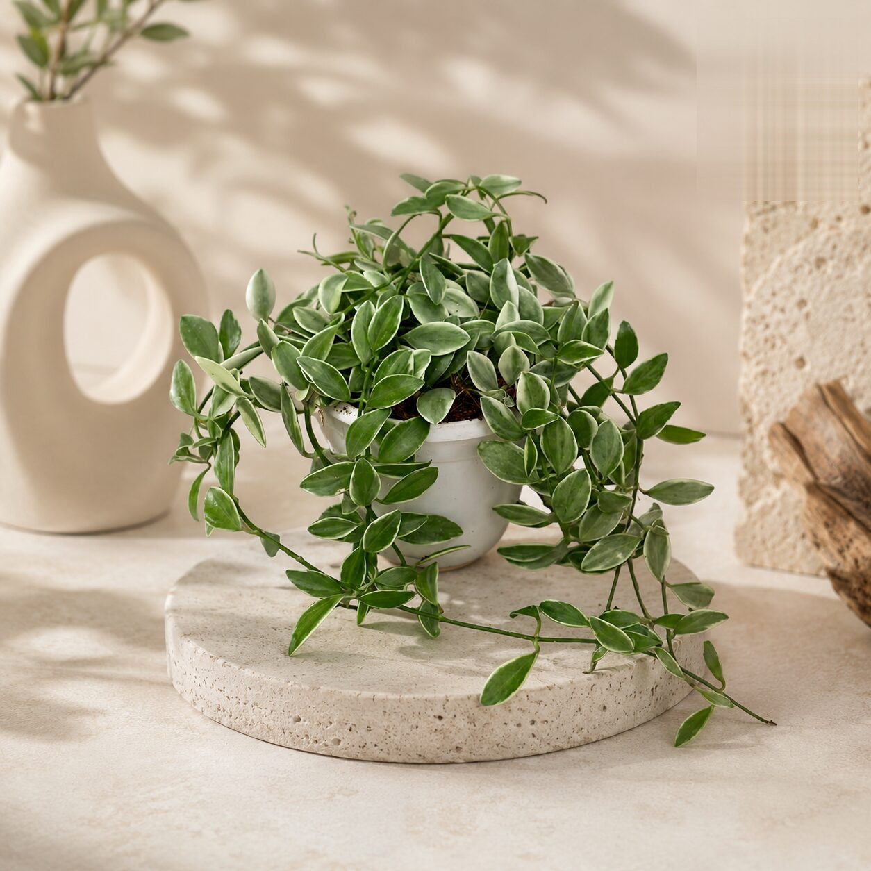 Ioantha Variegated H3 Hb - Nook & Nature