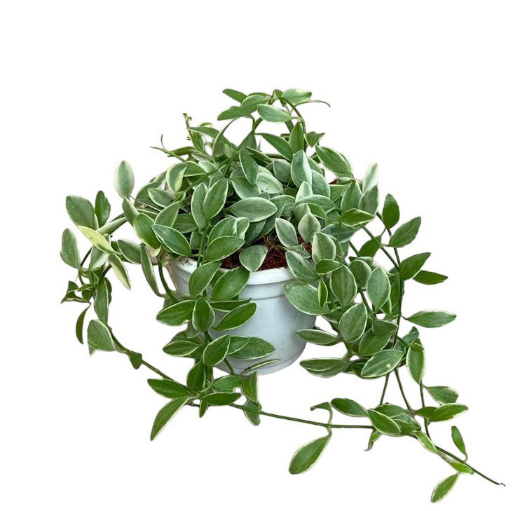 Ioantha ‘Variegated’ - Nook & Nature