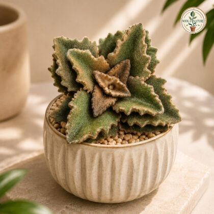 Kalanchoe Beharensis Fang Velvet Elephant Ear Succulent H3 - Nook & Nature