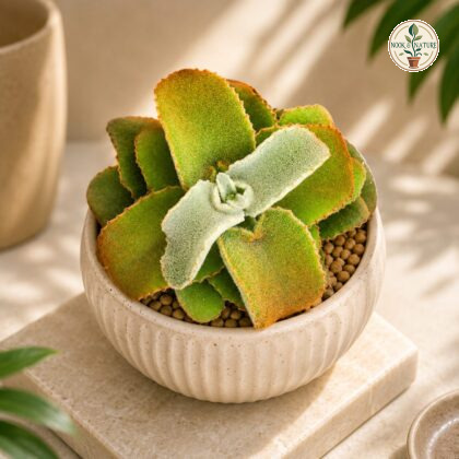 Kalanchoe Beharensis Golden Dwarf Golden Velvet Elephant Ear Succulent H3 - Nook & Nature