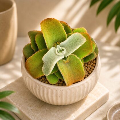 Kalanchoe Beharensis Golden Dwarf Golden Velvet Elephant Ear Succulent H3 - Nook & Nature