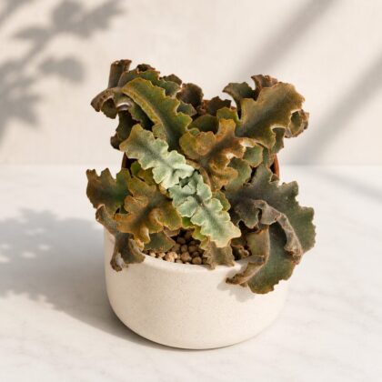 Kalanchoe Beharensis Maltese Cross H2 - Nook & Nature