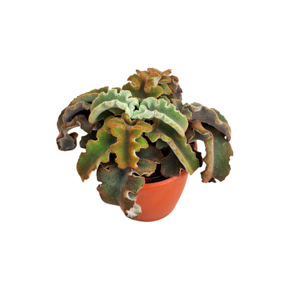 Kalanchoe beharensis ‘Maltese Cross’ - Nook & Nature