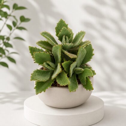 Kalanchoe Beharensis Roseleaf Roseleaf Felt Bush H3 - Nook & Nature