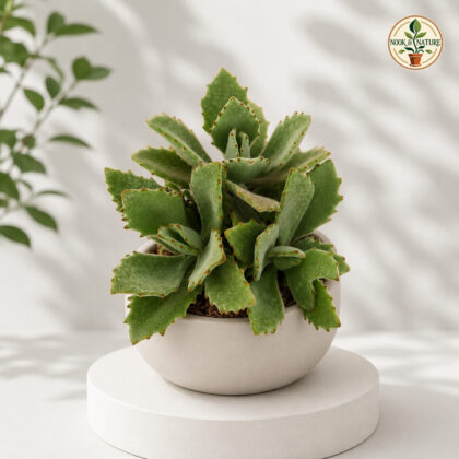 Kalanchoe Beharensis Roseleaf Roseleaf Felt Bush H3 - Nook & Nature