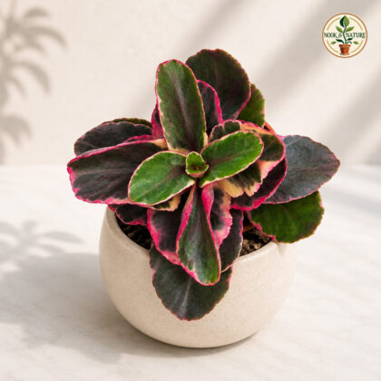 Kalanchoe Fedtschenkoi Lavender Scallops H2 - Nook & Nature